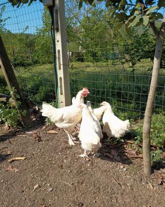 Marans bianchi