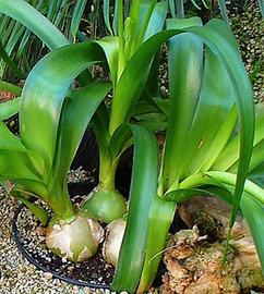 Pianta di Albuca Bracteaca