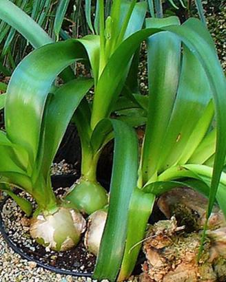 Pianta di Albuca Bracteaca