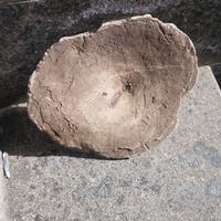 Conchiglia di roccia