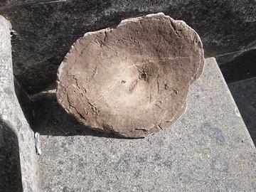 Conchiglia di roccia