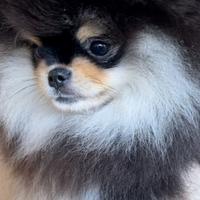 Spitz tedesco nano