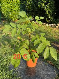 Piante