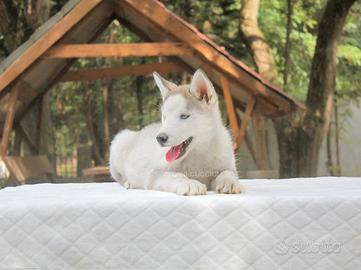 Maschietto di husky