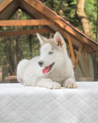 Maschietto di husky