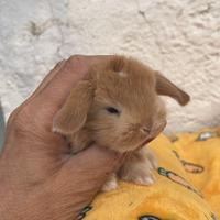 Cuccioli coniglio ariete nano fulvi disponibili