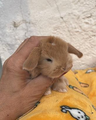 Cuccioli coniglio ariete nano fulvi disponibili