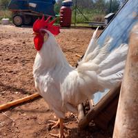 Galli livornesi bianchi