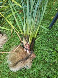 iris d acqua