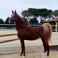 Stallone purosangue arabo egiziano