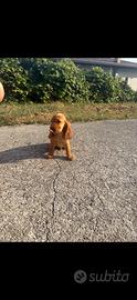 Cocker spaniel
