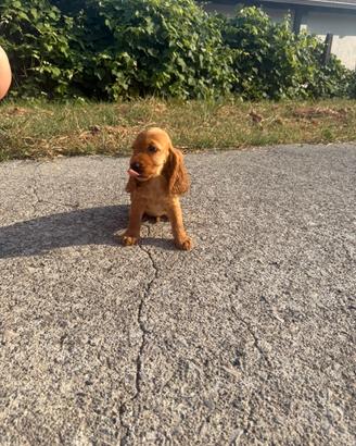 Cocker spaniel