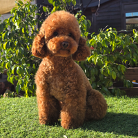 Barboncino toy maschio per M o n t a