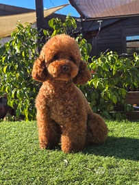 Barboncino toy maschio per M o n t a