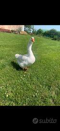 Oca bianca, maschio