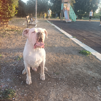 Monta Dogo Argentino