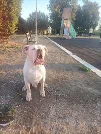 Monta Dogo Argentino