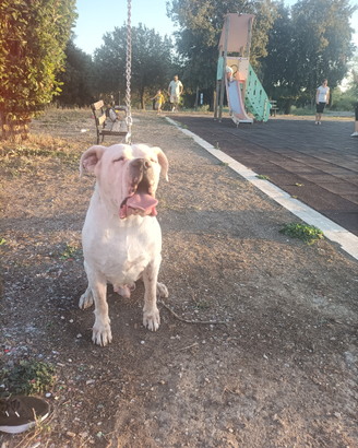 Monta Dogo Argentino
