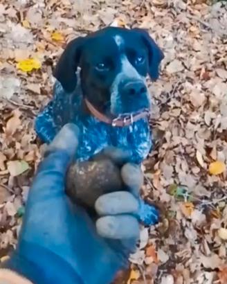 Bracco Pointer