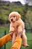 cuccioli-di-golden-retriever-americani