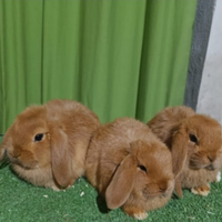 Ariete nano rosso