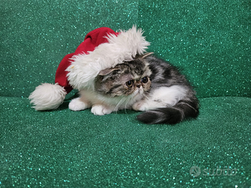 Gatto persiano ipertipico