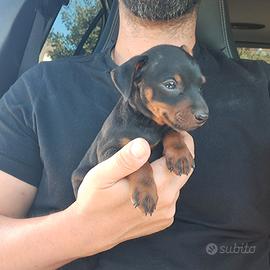 Pinscher