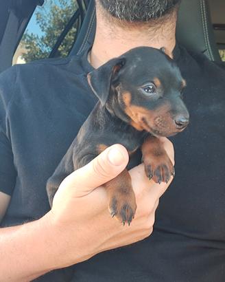 Pinscher