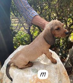Cuccioli dachsbracke  per segugio