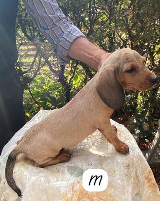 Cuccioli dachsbracke  per segugio