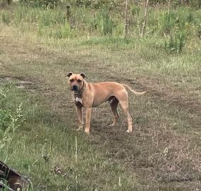 Pitbull
