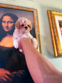 Cucciola Maltipoo Mini Toy