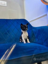 Cucciolo Chihuahua mini black and white