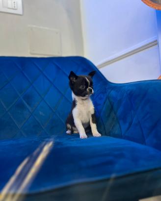 Cucciolo Chihuahua mini black and white