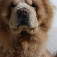 Chow chow maschio di 3 anni per accoppiamento