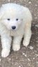 cuccioli-pastore-maremmano-abruzzese-con-pedigre