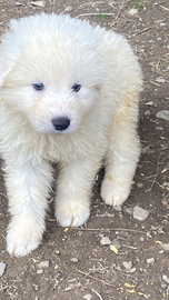Cuccioli pastore maremmano abruzzese con pedigre