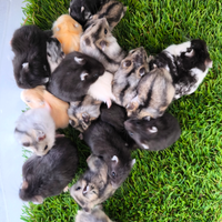 Criceti Mix color (ibridi e non)