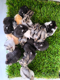 Criceti Mix color (ibridi e non)