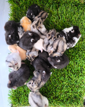 Criceti Mix color (ibridi e non)