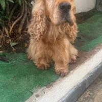 Cocker adulto - 6 anni RE GA LO