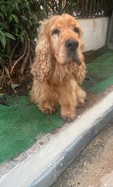 Cocker adulto - 6 anni RE GA LO