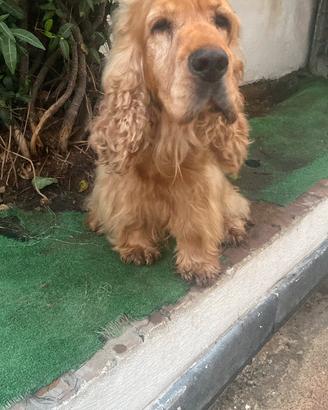 Cocker adulto - 6 anni RE GA LO