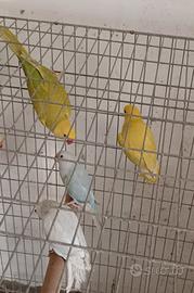 Pappagalli parrocchetti dal collare