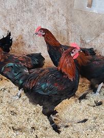 Coppie Marans Betulla Rosso