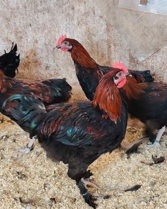 Coppie Marans Betulla Rosso