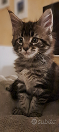 Cucciolo Maine Coon