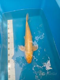 Carpe koi