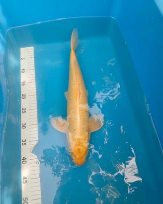 Carpe koi