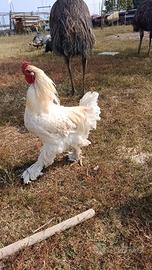 Gallo Brahma